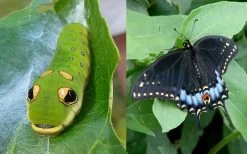 Spicebush (Lindera Benzoin) - 2.5 Gallon Pot -Garden & Outdoor Sale Shop lindera benzoin yellow spicebush 23