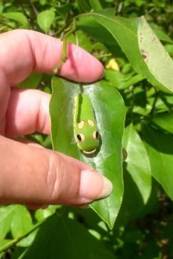 Spicebush (Lindera Benzoin) - 2.5 Gallon Pot -Garden & Outdoor Sale Shop lindera benzoin yellow spicebush 7