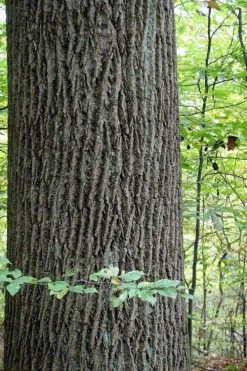 Tulip Poplar Tree - 3 Gallon Pot 22 Tulip Poplar Tree - 3 Gallon Pot -Garden & Outdoor Sale Shop liriodendron tulipifera yellow tulip poplar flower 11 1