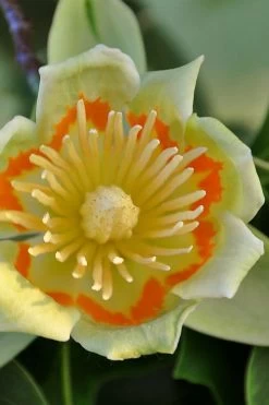 Tulip Poplar Tree (Liriodendron Tulipifera) - 3 Pack Of 1.5 Quart Pots -Garden & Outdoor Sale Shop liriodendron tulipifera yellow tulip poplar flower 12