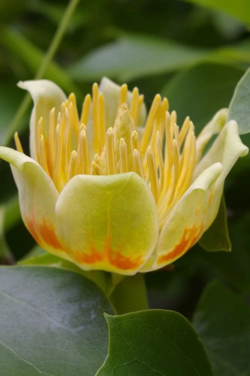 Tulip Poplar Tree - 3 Gallon Pot 3 Tulip Poplar Tree - 3 Gallon Pot