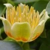Tulip Poplar Tree (Liriodendron Tulipifera) - 3 Pack Of 1.5 Quart Pots