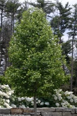 Tulip Poplar Tree - 3 Gallon Pot 17 Tulip Poplar Tree - 3 Gallon Pot -Garden & Outdoor Sale Shop liriodendron tulipifera yellow tulip poplar flower 3 1