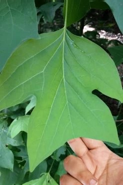 Tulip Poplar Tree - 3 Gallon Pot 16 Tulip Poplar Tree - 3 Gallon Pot -Garden & Outdoor Sale Shop liriodendron tulipifera yellow tulip poplar flower 4 1
