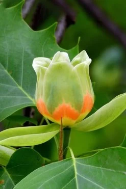 Tulip Poplar Tree (Liriodendron Tulipifera) - 3 Pack Of 1.5 Quart Pots -Garden & Outdoor Sale Shop liriodendron tulipifera yellow tulip poplar flower 6