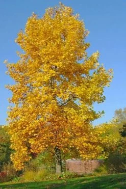 Tulip Poplar Tree - 3 Gallon Pot 18 Tulip Poplar Tree - 3 Gallon Pot -Garden & Outdoor Sale Shop liriodendron tulipifera yellow tulip poplar flower 7 1