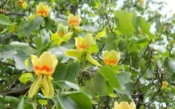 Tulip Poplar Tree (Liriodendron Tulipifera) - 3 Pack Of 1.5 Quart Pots -Garden & Outdoor Sale Shop liriodendron tulipifera yellow tulip poplar flower 8
