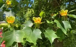 Tulip Poplar Tree (Liriodendron Tulipifera) - 3 Pack Of 1.5 Quart Pots -Garden & Outdoor Sale Shop liriodendron tulipifera yellow tulip poplar flower 9