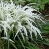 Okina Liriope (Frosted Monkey Grass) - 1 Gallon Pot