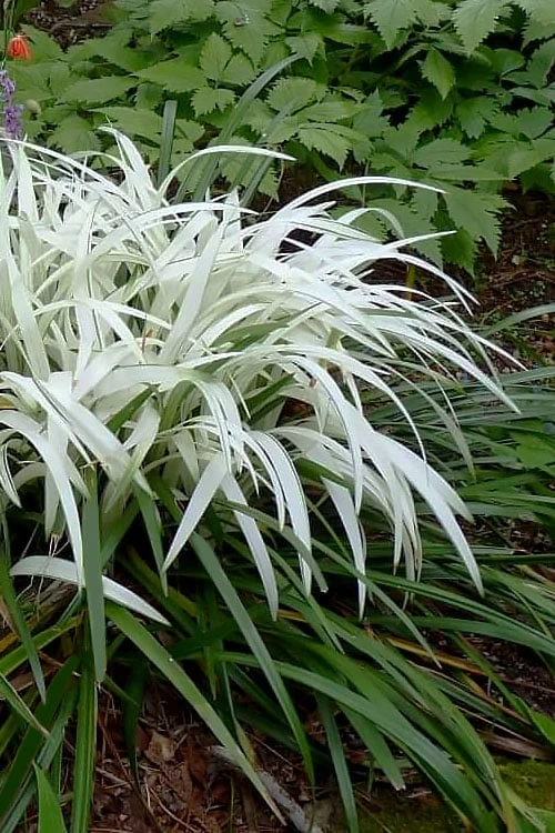 Okina Liriope (Frosted Monkey Grass) - 1 Gallon Pot 3 Okina Liriope (Frosted Monkey Grass) - 1 Gallon Pot