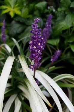 Okina Liriope (Frosted Monkey Grass) - 6 Pack Of 1 Gallon Pots -Garden & Outdoor Sale Shop liriope muscari okina lilyturf 4 1