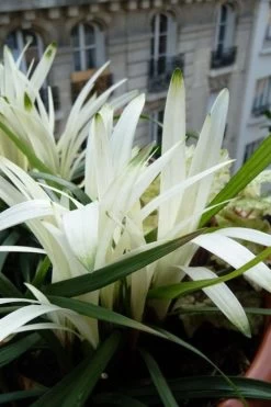 Okina Liriope (Frosted Monkey Grass) - 6 Pack Of 1 Gallon Pots -Garden & Outdoor Sale Shop liriope muscari okina lilyturf 5 1