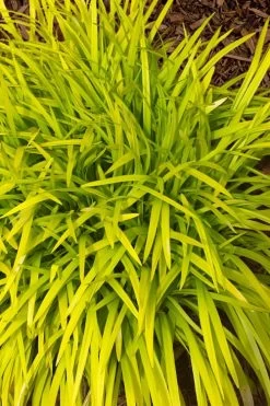 Gold Ingot Liriope (Golden Lilyturf) - 6 Pack Of 1 Gallon Pots 12 Gold Ingot Liriope (Golden Lilyturf) - 6 Pack Of 1 Gallon Pots -Garden & Outdoor Sale Shop liriope muscari peedee ingot golden lilyturf 11