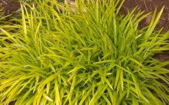 Gold Ingot Liriope (Golden Lilyturf) - 6 Pack Of 1 Gallon Pots 13 Gold Ingot Liriope (Golden Lilyturf) - 6 Pack Of 1 Gallon Pots -Garden & Outdoor Sale Shop liriope muscari peedee ingot golden lilyturf 3