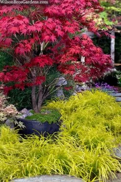 Gold Ingot Liriope (Golden Lilyturf) - 6 Pack Of 1 Gallon Pots 11 Gold Ingot Liriope (Golden Lilyturf) - 6 Pack Of 1 Gallon Pots -Garden & Outdoor Sale Shop liriope muscari peedee ingot golden lilyturf 5 1