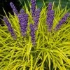 Gold Ingot Liriope (Golden Lilyturf) - 6 Pack Of 1 Gallon Pots