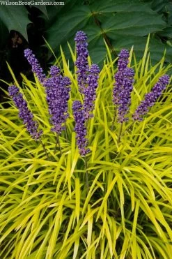 Gold Ingot Liriope (Golden Lilyturf) - 6 Pack Of 1 Gallon Pots