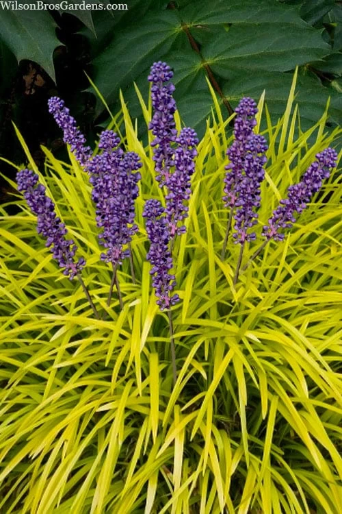 Gold Ingot Liriope (Golden Lilyturf) - 6 Pack Of 1 Gallon Pots 3 Gold Ingot Liriope (Golden Lilyturf) - 6 Pack Of 1 Gallon Pots