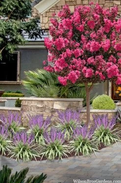 Variegated Liriope (Monkey Grass / Lilyturf) - 6 Pack Of 1 Gallon Pots -Garden & Outdoor Sale Shop liriope muscari variegata variegated liriope lilyturf 2 1