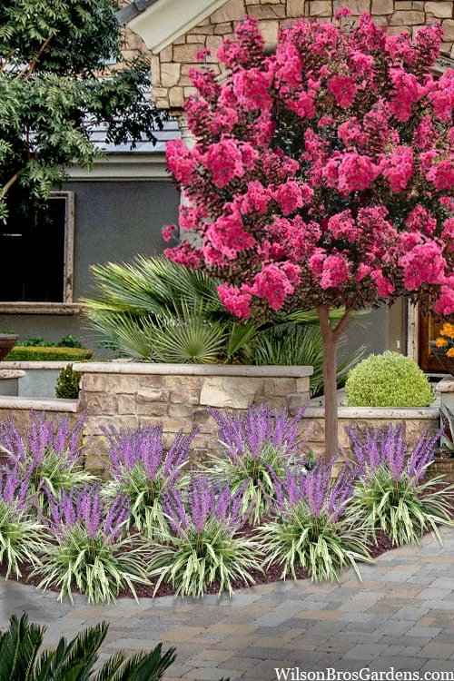 Variegated Liriope (Monkey Grass / Lilyturf) - 1 Gallon Pot 6 Variegated Liriope (Monkey Grass / Lilyturf) - 1 Gallon Pot - Image 4