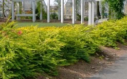 Thunderbolt Golden Box Honeysuckle - 3 Gallon Pot -Garden & Outdoor Sale Shop lonicera nitida thunderbolt box honeysuckle 1