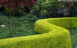 Thunderbolt Golden Box Honeysuckle - 3 Gallon Pot -Garden & Outdoor Sale Shop lonicera nitida thunderbolt box honeysuckle 4