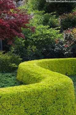 Thunderbolt Golden Box Honeysuckle - 3 Gallon Pot -Garden & Outdoor Sale Shop lonicera nitida thunderbolt box honeysuckle 5