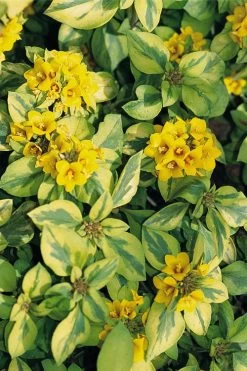 Waikiki Sunset Lysimachia - 5 Pack Of Quart Pots -Garden & Outdoor Sale Shop lysimachia