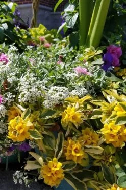 Waikiki Sunset Lysimachia - 5 Pack Of Quart Pots -Garden & Outdoor Sale Shop lysimachia waikiki sunset 2