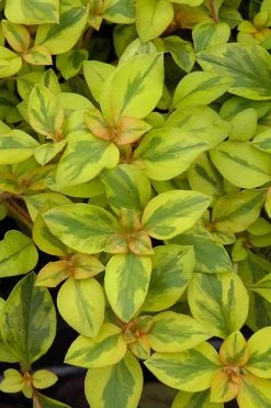 Waikiki Sunset Lysimachia - 5 Pack Of Quart Pots -Garden & Outdoor Sale Shop lysimachia waikiki sunset 3