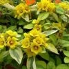 Waikiki Sunset Lysimachia - 5 Pack Of Quart Pots -Garden & Outdoor Sale Shop lysimachia waikiki sunset 4