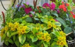 Waikiki Sunset Lysimachia - 5 Pack Of Quart Pots -Garden & Outdoor Sale Shop lysimachia waikiki sunset 5