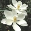 Alta Southern Magnolia - 7 Gallon Pot (3-4') -Garden & Outdoor Sale Shop magnolia alta 3