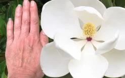 Edith Bogue Cold Hardy Evergreen Magnolia - 5 Gallon Pot -Garden & Outdoor Sale Shop magnolia edith bogue 3