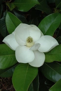 Edith Bogue Cold Hardy Evergreen Magnolia - 5 Gallon Pot -Garden & Outdoor Sale Shop magnolia edith bogue 5