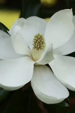 Edith Bogue Cold Hardy Evergreen Magnolia - 5 Gallon Pot -Garden & Outdoor Sale Shop magnolia edith bogue 6 1