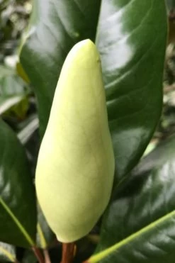 Edith Bogue Cold Hardy Evergreen Magnolia - 5 Gallon Pot -Garden & Outdoor Sale Shop magnolia edith bogue bud 1