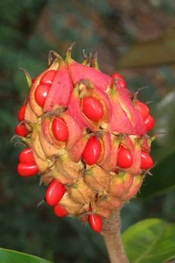 Edith Bogue Cold Hardy Evergreen Magnolia - 5 Gallon Pot -Garden & Outdoor Sale Shop magnolia edith bogue fruit 1