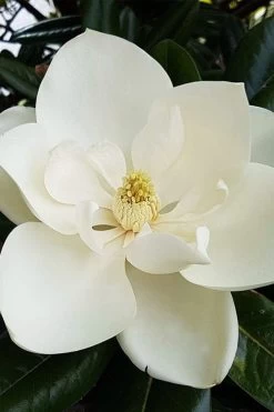 Southern Magnolia Tree - 5 Gallon Pot -Garden & Outdoor Sale Shop magnolia grandiflora southern magnolia 1