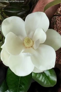Southern Magnolia Tree - 5 Gallon Pot -Garden & Outdoor Sale Shop magnolia grandiflora southern magnolia 2