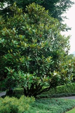 Southern Magnolia Tree - 5 Gallon Pot