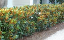 Little Gem Dwarf Southern Magnolia - 3 Gallon Pot (1.5-2.5') 18 Little Gem Dwarf Southern Magnolia - 3 Gallon Pot (1.5-2.5') -Garden & Outdoor Sale Shop magnolia little gem 12