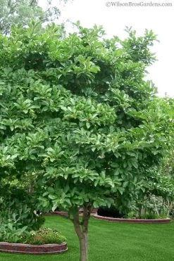 Leonard Messel Star Magnolia - 3 Gallon Pot -Garden & Outdoor Sale Shop magnolia stellata 1