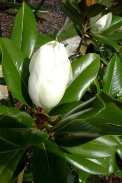Victoria Cold Hardy Evergreen Magnolia - 7 Gallon Pot (3-4') -Garden & Outdoor Sale Shop magnolia victoria 8