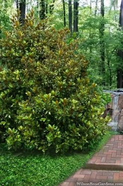 Victoria Cold Hardy Evergreen Magnolia - 7 Gallon Pot (3-4') -Garden & Outdoor Sale Shop magnolia victoria 9