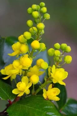 Creeping Oregon Grape (Mahonia Repens) - 1 Gallon Pot -Garden & Outdoor Sale Shop mahonia repens creeping oregon grape 1