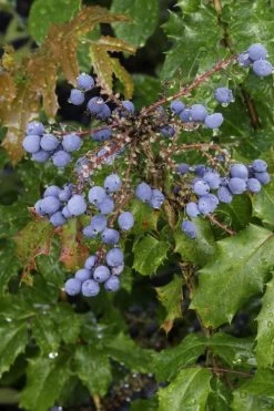 Creeping Oregon Grape (Mahonia Repens) - 1 Gallon Pot -Garden & Outdoor Sale Shop mahonia repens creeping oregon grape 10