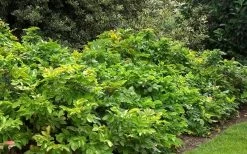 Creeping Oregon Grape (Mahonia Repens) - 1 Gallon Pot -Garden & Outdoor Sale Shop mahonia repens creeping oregon grape 4