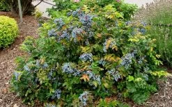 Creeping Oregon Grape (Mahonia Repens) - 1 Gallon Pot -Garden & Outdoor Sale Shop mahonia repens creeping oregon grape 7