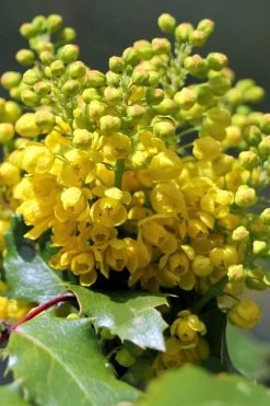 Creeping Oregon Grape (Mahonia Repens) - 1 Gallon Pot -Garden & Outdoor Sale Shop mahonia repens creeping oregon grape 8